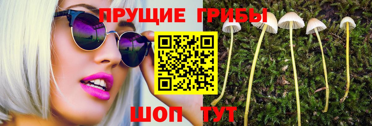 Владикавказ  Галлюциногенные грибы Psilocybe  где продают   Вход с VPN 